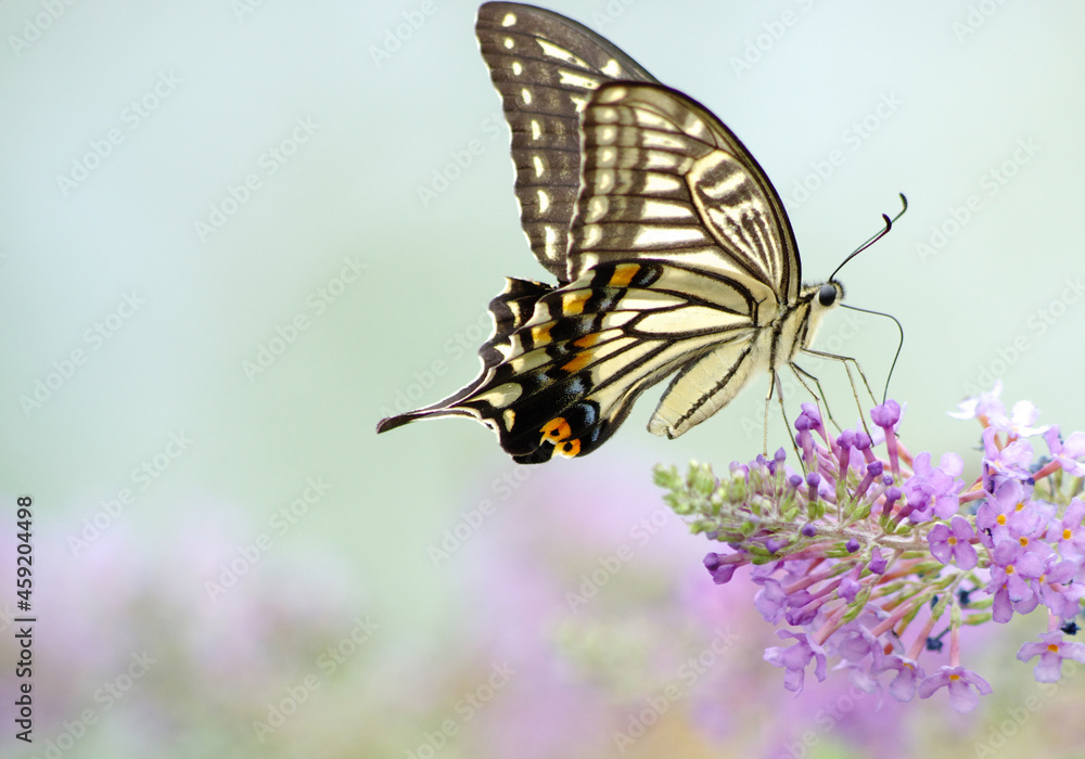 チョウ目　アゲハチョウ科
和名：アゲハ
英名：swallowtail butterfly
学名：Papilio xuthus