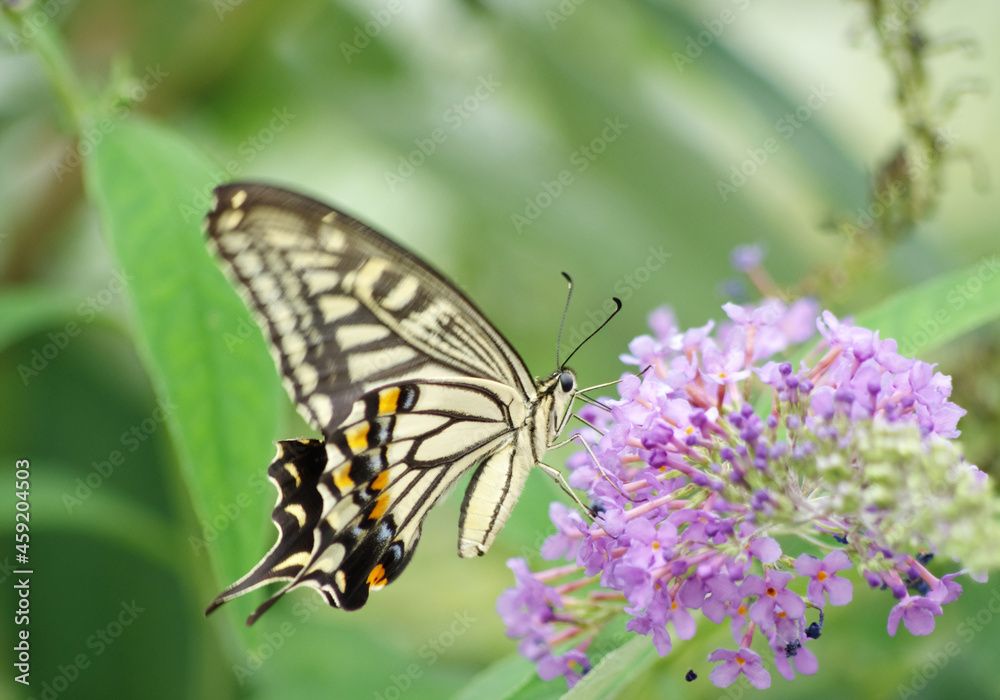 チョウ目　アゲハチョウ科
和名：アゲハ
英名：swallowtail butterfly
学名：Papilio xuthus