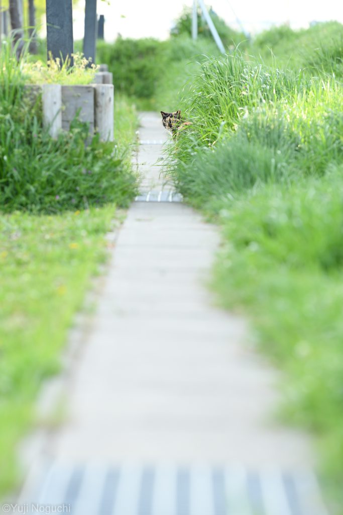 猫　にゃんこ　ニャンコ　ネコ　野良猫　 動物写真　動物撮影