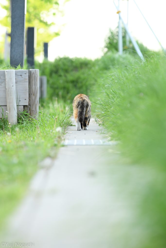 猫　にゃんこ　ニャンコ　ネコ　野良猫　 動物写真　動物撮影