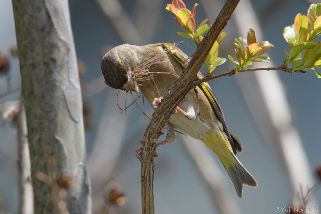 カワラヒワ　河原鶸　 鳥　野鳥　黄色　 野鳥撮影　野鳥写真　
