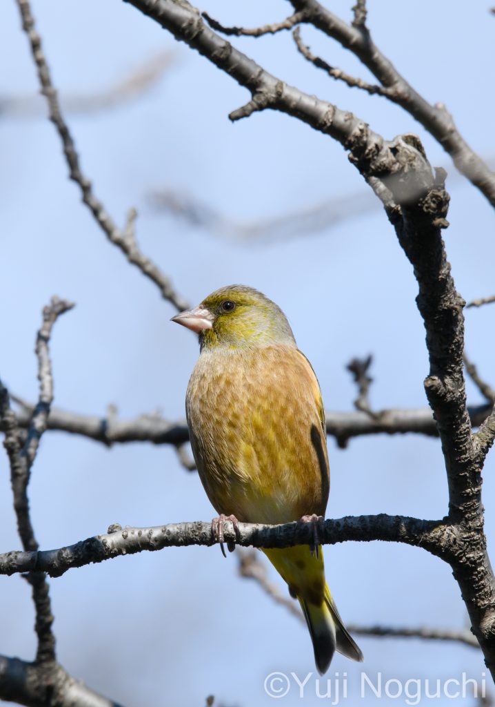 カワラヒワ　河原鶸　 鳥　野鳥　黄色　 野鳥撮影　野鳥写真　