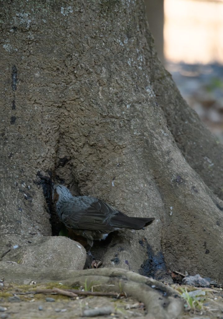 ヒヨドリ　鵯　 鳥　野鳥　 野鳥撮影　野鳥写真　