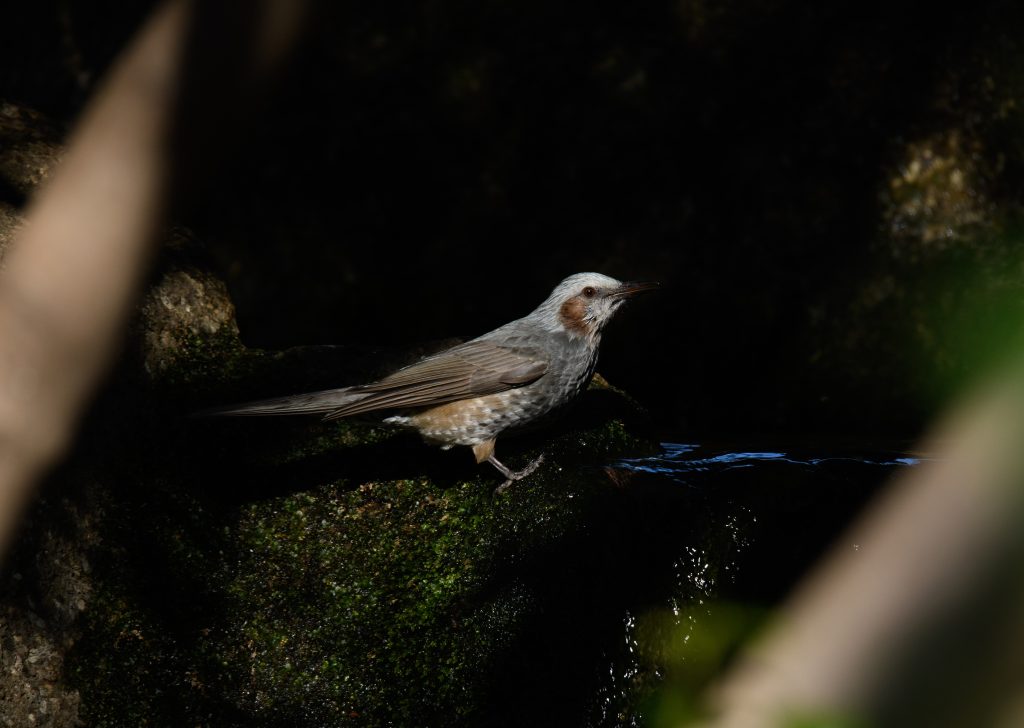 ヒヨドリ　鵯　 鳥　野鳥　 野鳥撮影　野鳥写真　