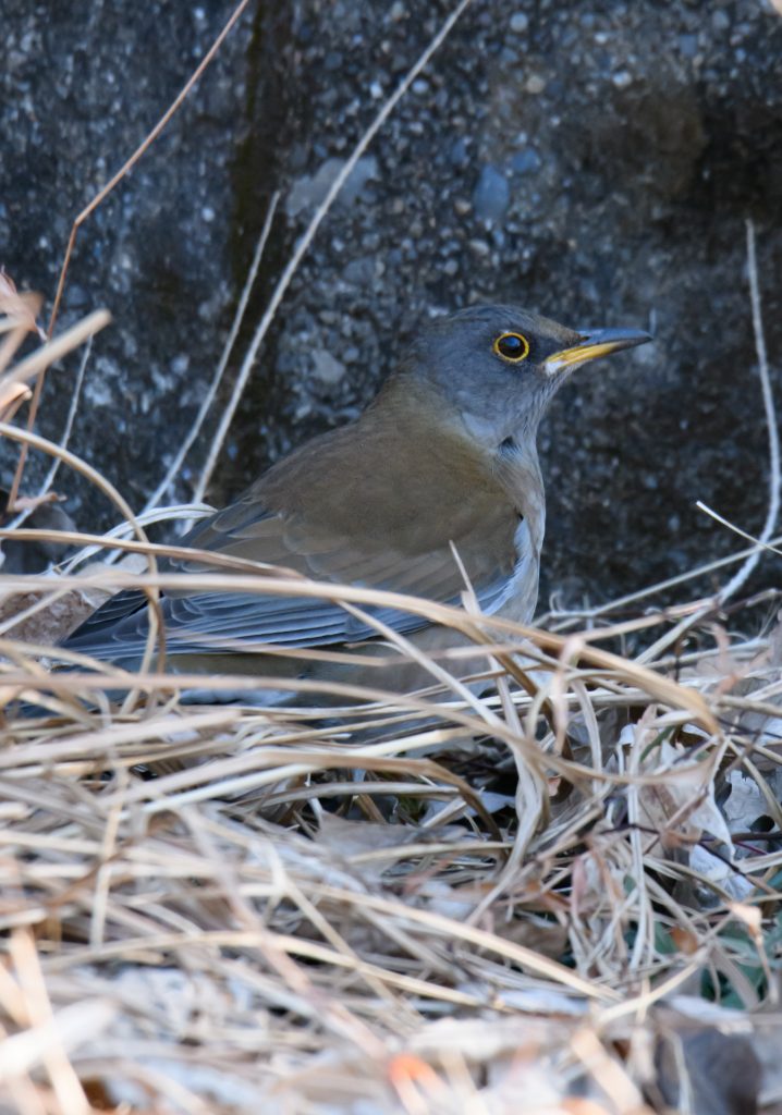シロハラ　 鳥　野鳥　冬鳥　 野鳥撮影　野鳥写真　