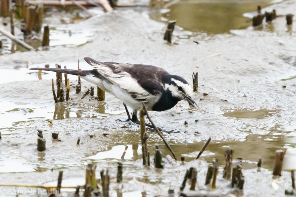 ハクセキレイ　 白色　 野鳥写真　野鳥写真　野鳥撮影　野鳥撮影　