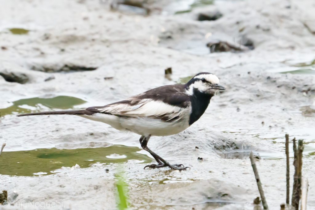 ハクセキレイ　 白色　 野鳥写真　野鳥写真　野鳥撮影　野鳥撮影　