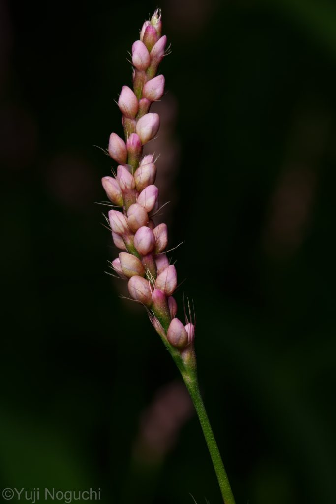 イヌタデ　 紫色　 花写真　植物写真　花撮影　植物撮影　