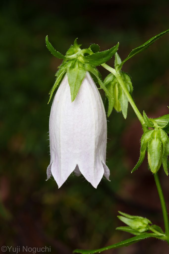 ホタルブクロ　 白　 花写真　植物写真　花撮影　植物撮影　