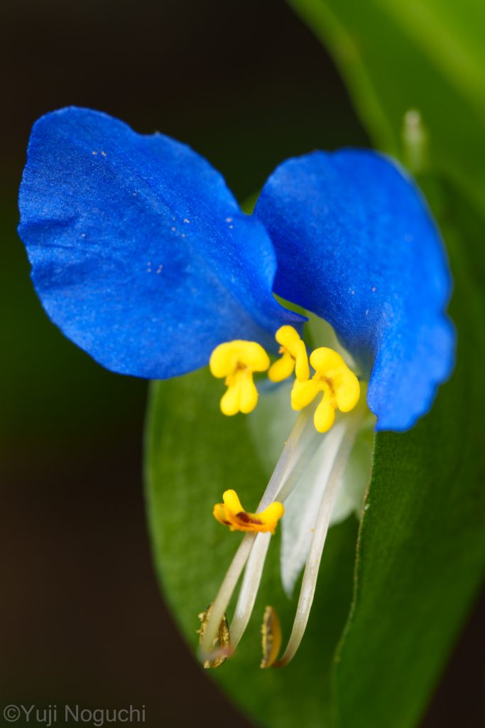 ツユクサ　 青色　 花写真　植物写真　花撮影　植物撮影　