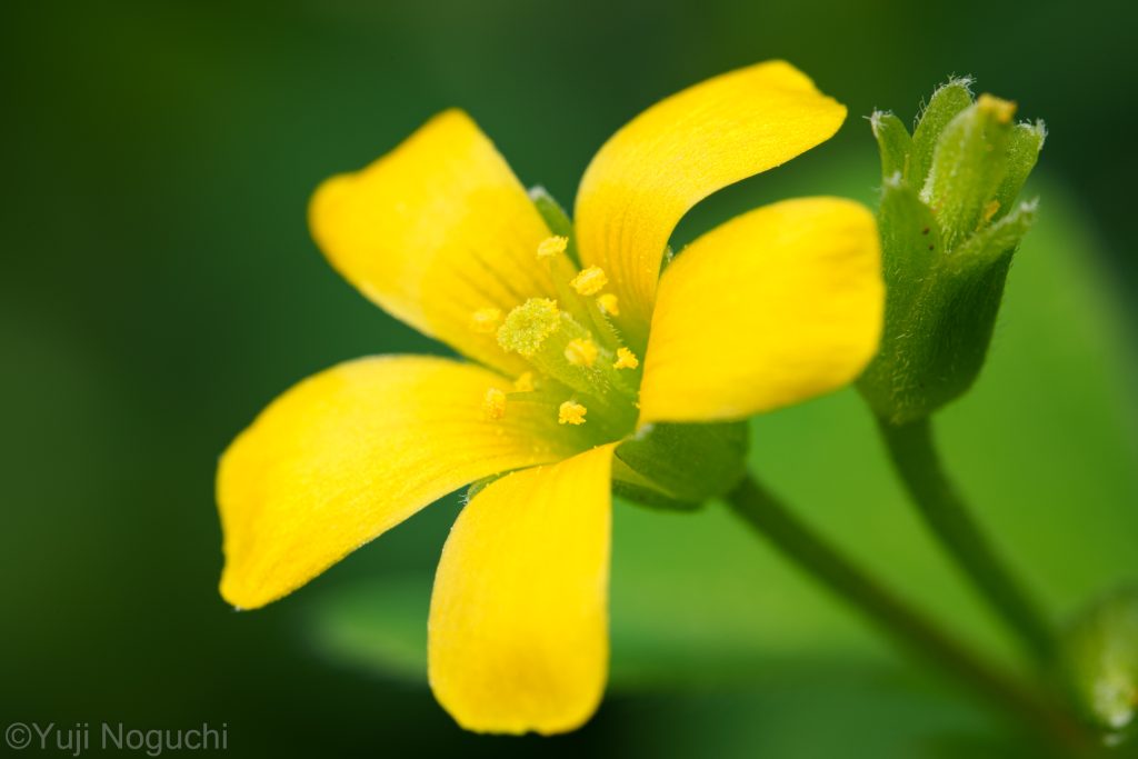 カタバミ　 花写真　植物写真　花撮影　植物撮影　