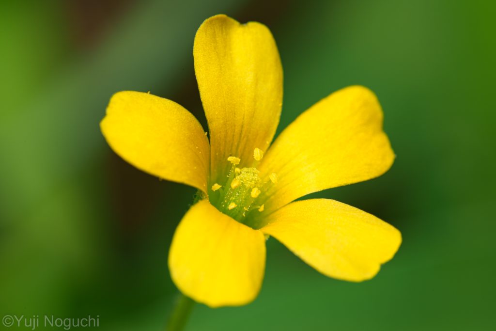 カタバミ　 花写真　植物写真　花撮影　植物撮影　