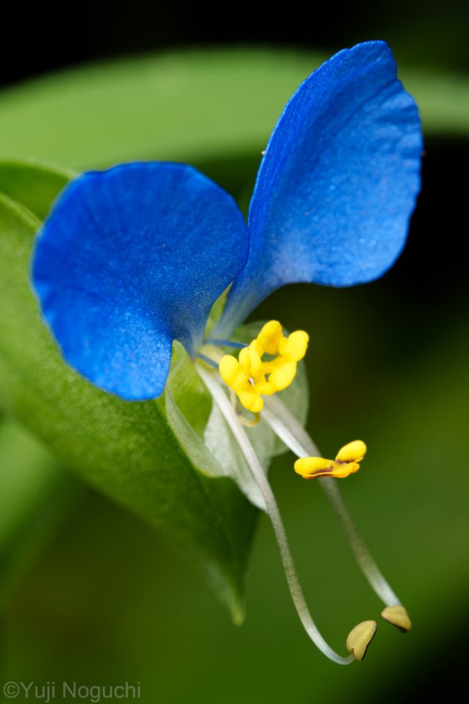 ツユクサ　 青色　 花写真　植物写真　花撮影　植物撮影　