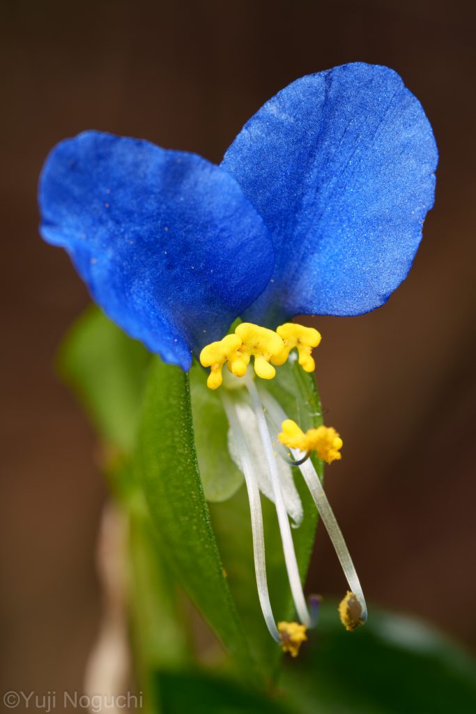 ツユクサ　 青色　 花写真　植物写真　花撮影　植物撮影　