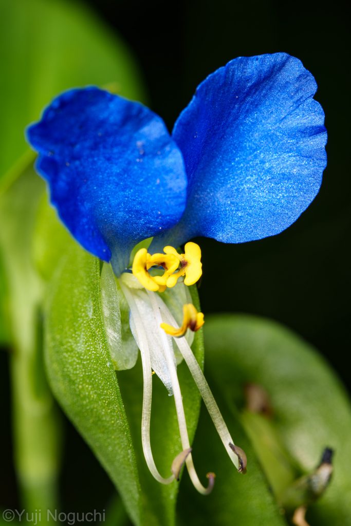 ツユクサ　 青色　 花写真　植物写真　花撮影　植物撮影　