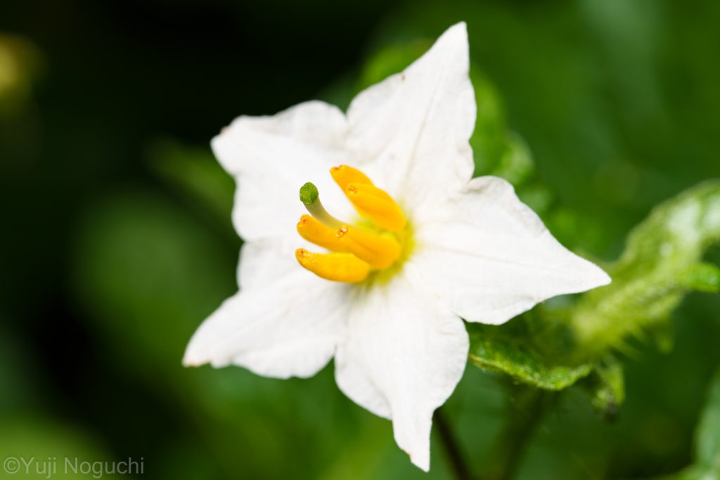 ワルナスビ　 黄色　白　 花写真　植物写真　花撮影　植物撮影　