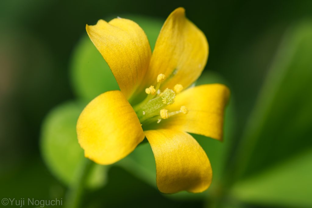 カタバミ　 花写真　植物写真　花撮影　植物撮影　