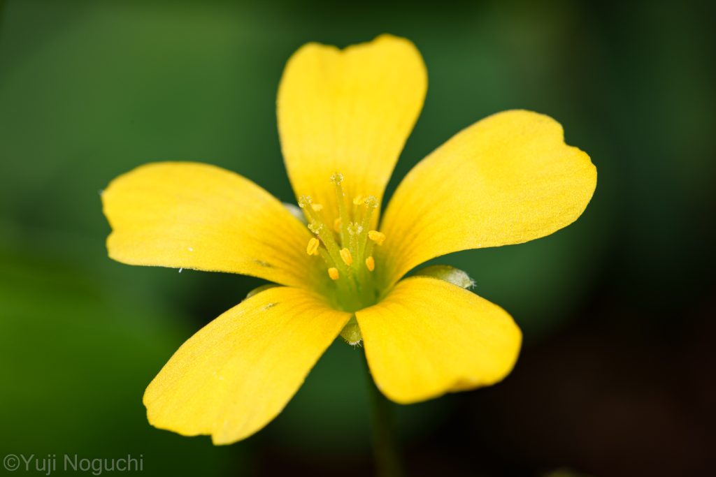 カタバミ　 花写真　植物写真　花撮影　植物撮影　