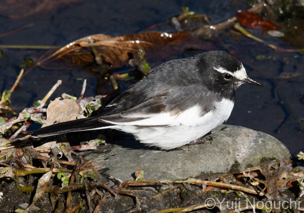 セグロセキレイ　 白色　黒色　 野鳥写真　野鳥写真　野鳥撮影　野鳥撮影　