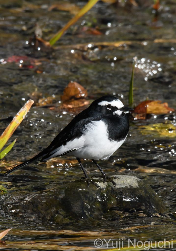 セグロセキレイ　 白色　黒色　 野鳥写真　野鳥写真　野鳥撮影　野鳥撮影　