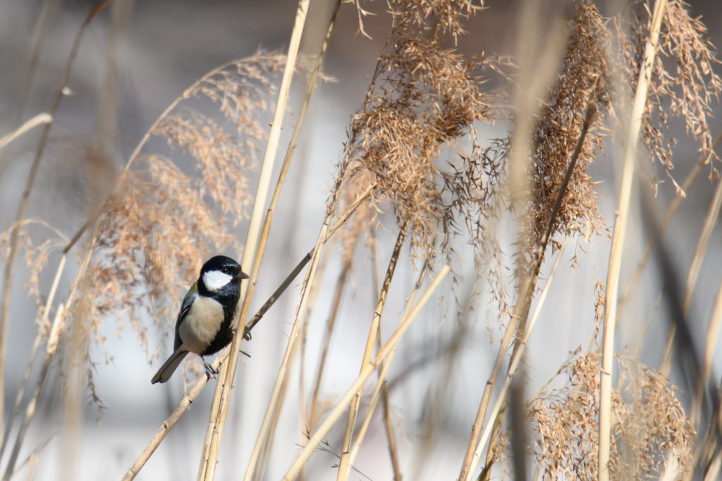 シジュウカラ 四十雀 鳥 野鳥 野生生物 野鳥撮影 野鳥写真