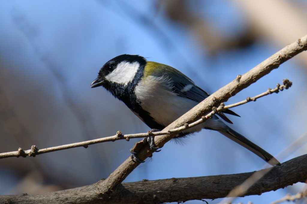 シジュウカラ 四十雀 鳥 野鳥 野生生物 野鳥撮影 野鳥写真