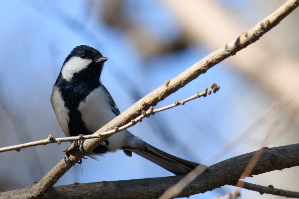 シジュウカラ 四十雀 鳥 野鳥 野生生物 野鳥撮影 野鳥写真