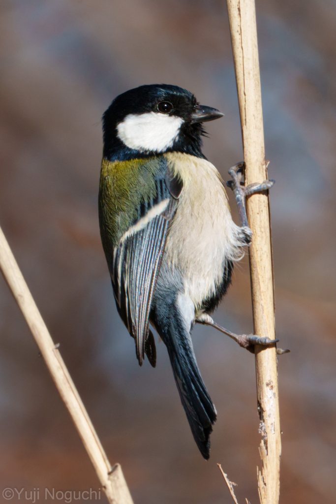 シジュウカラ 四十雀 鳥 野鳥 野生生物 野鳥撮影 野鳥写真