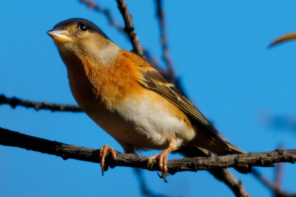 アトリ　　 鳥　野鳥　野生生物　 野鳥撮影　野鳥写真　